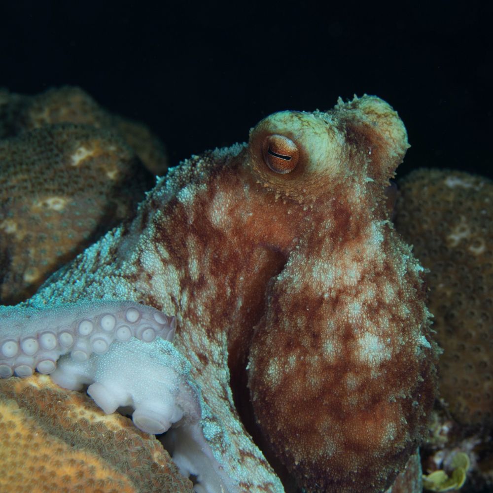 Night Diving 3